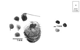  Fruit and seed:  G.  spp. - articles and fruits concealed in bracts and seeds.
