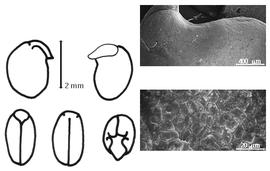  Cotyledon, embryo, and testa:  G. cristata  R. Wight & G.A.W. Arnott - embryo, cotyledons, and testa SEMs.
