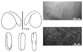  Cotyledon, embryo, and testa:  G. germanica  C. Linnaeus - embryo, cotyledons, and testa SEMs.
