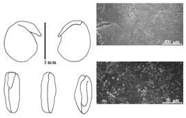  Cotyledon, embryo, and testa:  G. germanica  C. Linnaeus - embryo, cotyledons, and testa SEMs.
