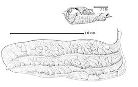  Fruit:  G. dinklagei  H.A.T. Harms - top seeds in situ;  G. ogoouense  (F. Pellegrin) J.J.G. Léonard - bottom fruit.
