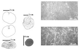  Seed, cotyledon, embryo, and testa:  G. dewevrei  (E.A.J. De Wildeman) J.J.G. Léonard - top left center seed topography, top far left cotyledon notched and split and concealing all but tip of radicle (above) and embryonic axis (below);  G. dinklagei  H.A.T. Harms - testa SEMs;  G. limba  (A.C. Gilliot) J.J.G. Léonard - bottom left center seed; G. sp. - bottom far left seed topography.
