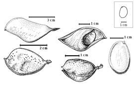  Fruit and seed:  G. kisantuense  (F.M.C. Vermoesen) ex E.A.J. De Wildeman) J.J.G. Léonard - bottom left fruit, bottom center dehisced fruit;  G. mildbraedii  (H.A.T. Harms) F.M.C. Vermoesen - top center seed in situ;  G. pierreanum  (H.A.T. Harms) J.J.G. Léonard - top left valve, right seed topography.
