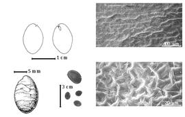  Seed, cotyledon, embryo, and testa:  G. kisantuense  (F.M.C. Vermoesen) ex E.A.J. De Wildeman) J.J.G. Léonard - bottom far left seed topography, top left cotyledon notched and concealing radicle (L) and embryonic axis (R);  G. pierreanum  (H.A.T. Harms) J.J.G. Léonard - testa SEMs; G. spp. - bottom left center seeds.
