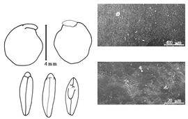  Cotyledon, embryo, and testa:  G. sepium  (N. von Jacquin) K.S. Kunth ex G.W. Walpers - embryo, cotyledons, and testa SEMs.
