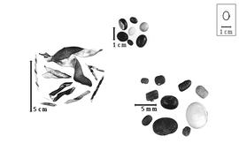  Fruit and seed:  G. max  (C. Linnaeus) E.D. Merrill - top seeds;  G.  spp. - left fruits and bottom seeds.
