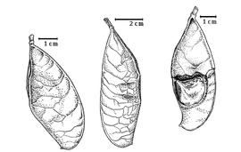  Fruit and seed:  G. marginata  P.H.W. Taubert - left and center fruits, right seed in situ.
