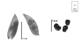  Fruit and seed:  G.  spp. - fruits (dehisced and closed) and seeds.
