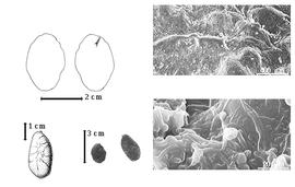  Seed, cotyledon, embryo, and testa:  G. balsamiferum  (F.M.C. Vermoesen) H.A.T. Harms - bottom far left cotyledon topography, top left cotyledon entire and concealing radicle (L) and embryonic axis (R), bottom left center seeds, testa SEMs.
