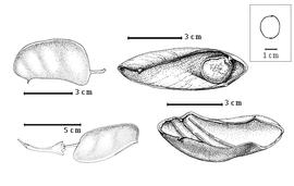  Fruit and seed:  G. physocarpa  H.E. Baillon - top left fruit, bottom right valve;  G. simplicifolia  (M.H. Vahlndolle) H.E. Baillon - top right seed in situ;  G. speciosa  (F.M.J. Welwitsch ex G. Bentham) P.H.W. Taubert - bottom left fruit with calyx [redrawn from Bentham, 1866].
