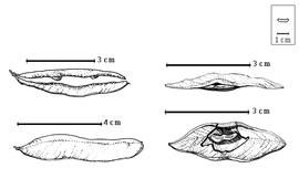  Fruit and seed:  H. brasiletto  Karsten - bottom left fruit, top left seeds (lateral view) in situ;  H. campechianum  C. Linnaeus - top right seed (hilar view) in situ, bottom right seed (lateral view) in situ with funiculus exposed.
