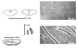  Seed, cotyledon, embryo, and testa:  H. boreale  S. Watson - testa SEMs;  H. campechianum  C. Linnaeus - bottom left seed topography, top left cotyledon notched investing exposed radicle (L) and embryonic axis (R);  H.  spp. - left center seeds.
