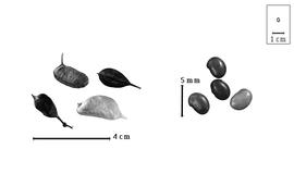  Fruit and seed:  H. halodendron  (P.S. von Pallas) A. Voss - fruits and seeds.
