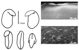  Cotyledon, embryo, and testa:  H. halodendron  (P.S. von Pallas) A. Voss - embryo, cotyledons, and testa SEMs.
