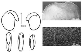  Cotyledon, embryo, and testa:  H. kremerianum  (E.St.-C. Cosson) C.H. Müller - embryo, cotyledons, and testa SEMs.
