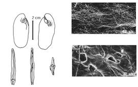  Cotyledon, embryo, and testa:  H. monophylla  (H.A.T. Harms) H.A.T. Harms - embryo, cotyledons, and testa SEMs.
