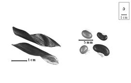  Fruit and seed:  H. violacea  (G.V. Schneevoogt) W.T. Stearn - fruits; H. spp. - seeds.
