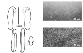  Cotyledon, embryo, and testa:  H. violacea  (G.V. Schneevoogt) W.T. Stearn - embryo, cotyledons, and testa SEMs.
