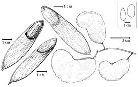  Fruit and seed:  H. binata  W. Roxburgh - top left and left center fruits, bottom left seed in situ, top right center seeds, right center seed in transection, far right seed topography.
