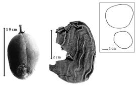  Fruit:  H. unifoliolatum  R.S. Cowan - left fresh fruit (from Cowan, 1979) and center dried fruit.
