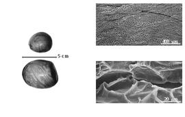  Seed and testa:  H. unifoliolatum  R.S. Cowan - seeds (from Cowan, 1979) and testa SEMs.
