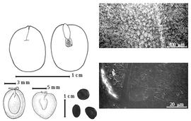  Seed, cotyledon, embryo, and testa:  H. mexicana  (Rose) Britton & Rose - testa SEMs;  H. pallens  (G. Bentham) Britton & J.N. Rose - bottom far left seed topography, top left cotyledon concealing radicle (L) and embryonic axis (R);  H. sonorae  (S. Watson) Britton & J.N. Rose - bottom left center seed topography;  H.  spp. - bottom center seeds.
