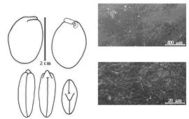  Cotyledon, embryo, and testa:  H. cubense  (K.S. Kunth) I. Urban - embryo, cotyledons, and testa SEMs.
