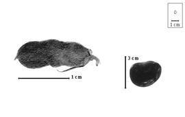  Fruit and seed:  H. grandiflora  C.Wright - fruit and seed.
