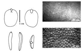  Cotyledon, embryo, and testa:  H. occidentalis  (T.S. Brandegee) R.C. Barneby & J.W. Grimes - embryo, cotyledons, and testa SEMs.
