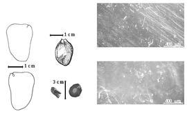  Seed, cotyledon, embryo, and testa:  H. conjugatus  R. Spruce ex G. Bentham - top left center seed topography;  H. mimosoides  R.L. Desfontaines - far left cotyledon notched and split and concealing radicle (above) and embryonic axis (below), bottom left center seeds, testa SEMs.
