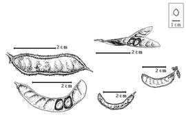  Fruit and seed:  H. burchellii  G. Bentham - top left fruit,  H. chicamana  E.P. Killip & Macbride - top right seeds in situ;  H. drepanocarpa  A. Gray - far right center fruit,  H. falcaria  J.A. Cavanilles - bottom center fruit, bottom left seeds in situ.
