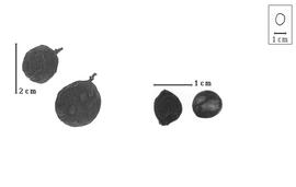  Fruit and seed:  H. balansae  M. Micheli - fruits and seeds.
