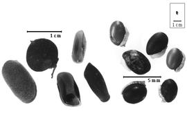  Fruit and seed:  H.  spp. - fruits, valves, and seeds.
