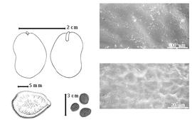  Seed, cotyledon, embryo, and testa:  H. laurifolia  M.H. Vahl - left cotyledon notched and concealing all but tip of radicle (L) and embryonic axis (R), bottom far left seed topography, bottom left center seeds, testa SEMs.
