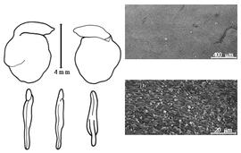  Cotyledon, embryo, and testa:  H. ehrenbergii  (F.R.R. Schlechter) H.A.T. Harms - embryo, cotyledons, and testa SEMs.
