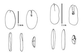  Cotyledon and embryo:  H. corymbosa  (W.P. Rich) - left embryo and cotyledons;  H. marginata  (G. Bentham) R.C. Barneby & J.W. Grimes - right embryo and cotyledons.
