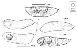  Fruit and seed:  H. gabunense  P.H.W. Taubert - top 3-seeded fruit, center 1-seeded fruits, bottom right 2-seeded fruit, bottom left seed in situ.
