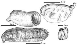  Fruit:  H. aurea  Lee & Langenheim - top right fruit;  H. courbaril  C. Linnaeus - top left empty fruit, bottom right endocarp segment containing 2 seeds;  H. stignocarpa  C.F.P. von Martius - bottom left fruit.
