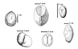  Seed:  H. courbaril  C. Linnaeus - top left seed topography, center top seed;  H. hornemanniana  D. Dietrich - bottom right seed covered with endocarp tissue;  H. parvifolia  J.E. Huber - bottom left seed;  H. verruosa  Gaertner - top right seed topography, bottom center seed in transection.
