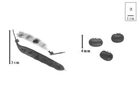  Fruit and seed:  H. sophoroides  (P.J. Bergius) H.E. Baillon - fruits, valve, and seeds.
