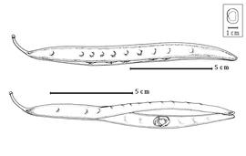  Fruit and seed:  I. oudhensis  (Brandis) J.P.M. Brenan - fruits.
