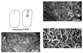  Cotyledon, embryo, and testa:  I. alba  (Sweet) C.L. von Willdenow - bottom left testa SEM;  I. ingoides  (A. Richards) C.L. von Willdenow - top left cotyledons concealing radicle (L) and embryonic axis (R);  I. vera  C.L. von Willdenow subsp.  affinis  (A.P. de Candolle) T.D. Pennington - right testa SEMs.
