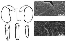  Cotyledon, embryo, and testa:  I. wheeleri  G. Bentham - embryo, cotyledons, and testa SEMs.
