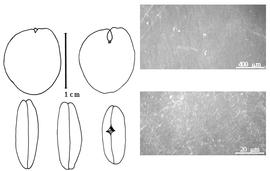  Cotyledon, embryo, and testa:  J. globiflora  (G. Bentham) Troupin - testa SEMs;  J. paniculata  (G. Bentham) Troupin - embryo and cotyledons.
