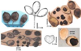  Fruit and seed:  K. kahoolawensis  D.H. Lorence & K.R. Wood - top left fruits; bottom left fruits, seed in situ, and seeds, top center fruit cluster and bottom center seed (both from Lorence & Wood, 1994), top right fruits, seed in situ, and seeds, bottom right seed in situ.
