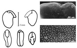  Cotyledon, embryo, and testa:  K. africana  S.F.L. Endlicher var.  bequaertii  (E.A.J. De Wildeman) B. Verdcourt - embryo, cotyledons, and testa SEMs.
