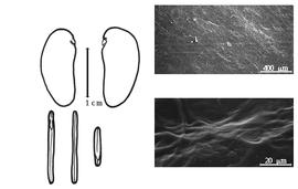  Cotyledon, embryo, and testa:  K.  spp. - embryo, cotyledons, and testa SEMs.
