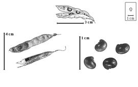  Fruit and seed:  L. anagyroides  F.K. Medikus - top fruit;  L.  spp. - left fruits (closed and dehisced) and right seeds.
