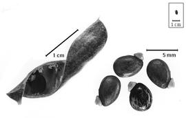  Fruit and seed:  L. fruticosum  G. Bentham - valve and seeds.
