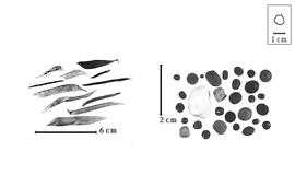  Fruit and seed:  L.  spp. - fruits (intact and dehisced) and seeds.
